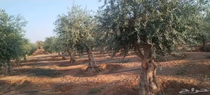 شجر الزيتون المعمر والمفرع جميع المقاسات متوفره 7