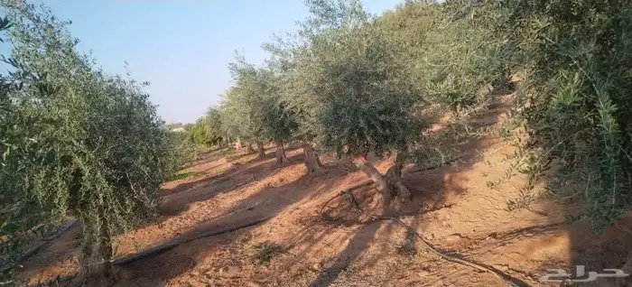 اشجار زيتون معمر 6