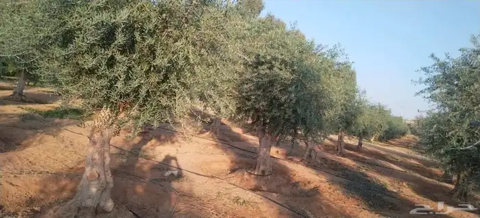 اشجار زيتون معمر 7