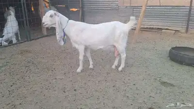 اذكر ربك ودخل كحل عينك مطوره برصاء فاخره حاصب index