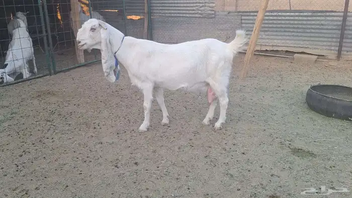 اذكر ربك ودخل كحل عينك مطوره برصاء فاخره حاصب 0