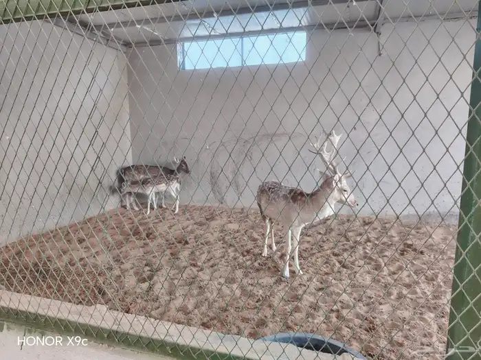 غزلان لبيع عدد 2 تيس وحده معها ولدها الاجمالي 4 4