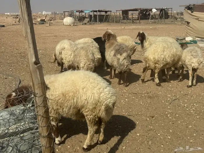 نعيم للبيع 2