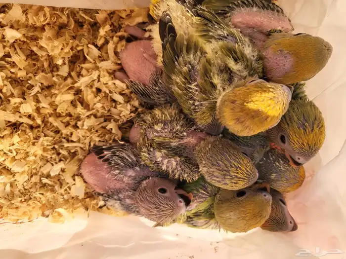 فروخ روز حلوين 0