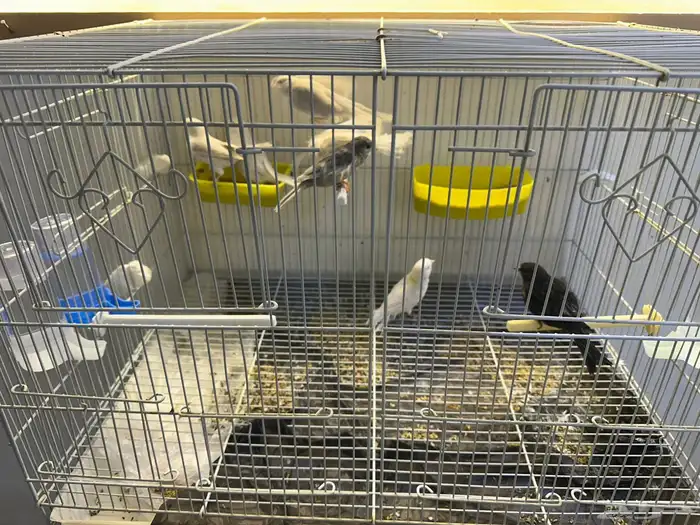 مجموعه كناري للبيع 36