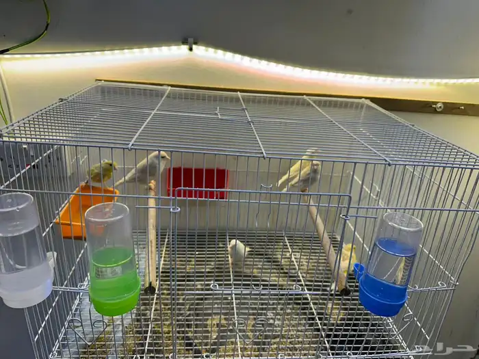 مجموعه كناري للبيع 26