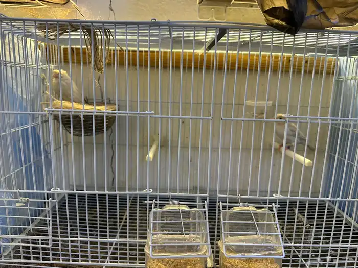 مجموعه كناري للبيع 29