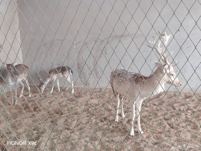 غزلان لبيع عدد 2 تيس وحده معها ولدها الاجمالي 4 2