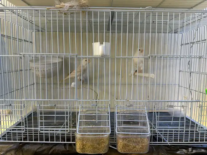 مجموعه كناري للبيع 27