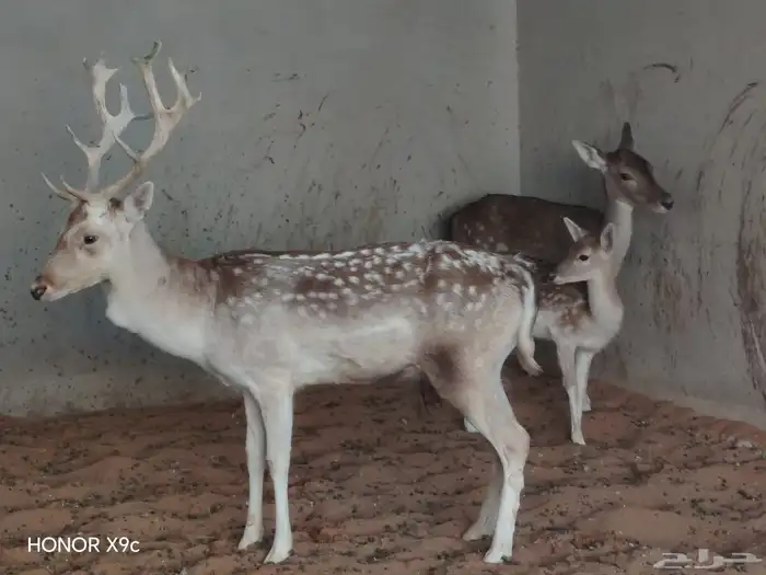 غزلان لبيع عدد 2 تيس وحده معها ولدها الاجمالي 4 3