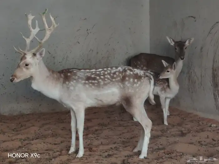 غزلان لبيع عدد 2 تيس وحده معها ولدها الاجمالي 4 0