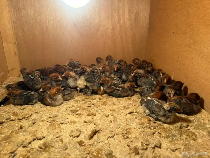 يتوفر صوص فيومي 0