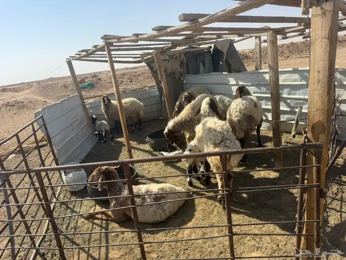 نعيم للبيع 3