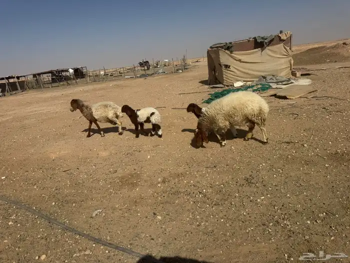 نعيم للبيع 1