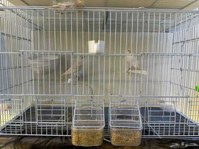 مجموعه كناري للبيع 32