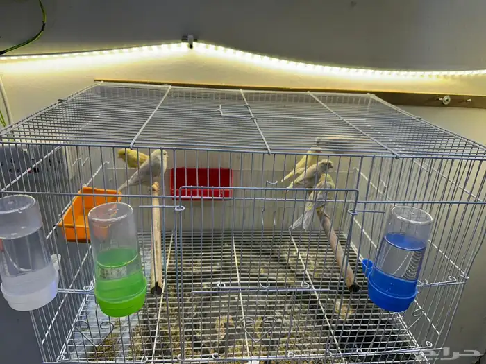 مجموعه كناري للبيع 33