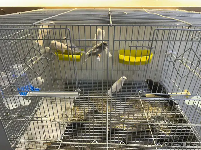 مجموعه كناري للبيع 34