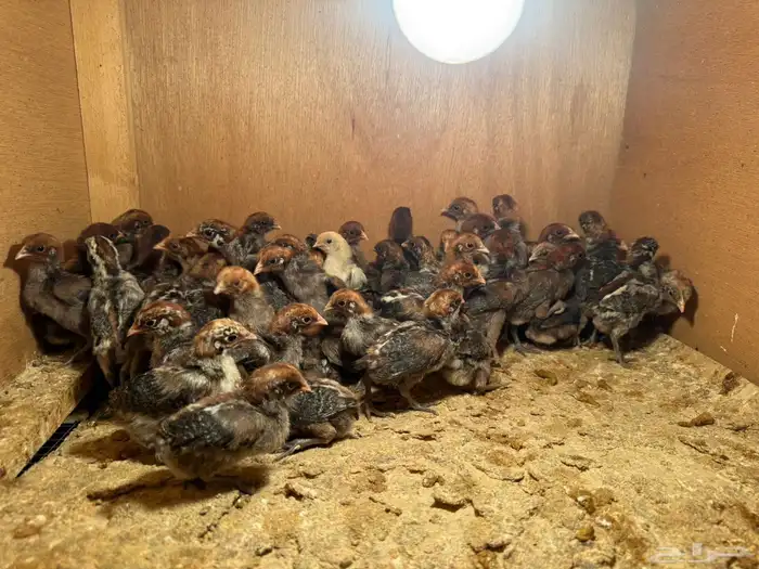 يتوفر صوص فيومي 1