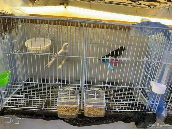 مجموعه كناري للبيع 28