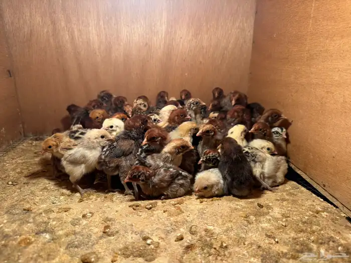 يتوفر صوص فيومي 2