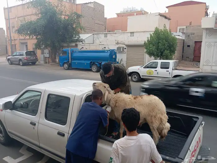 عيادة صفوة الجياد للرعاية البيطرية 1