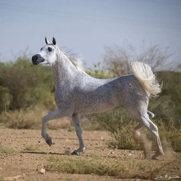 فرس مصريه فاخره العمر 15 0