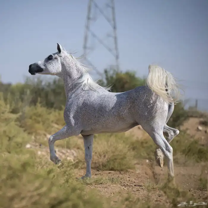 فرس مصريه فاخره العمر 15 3