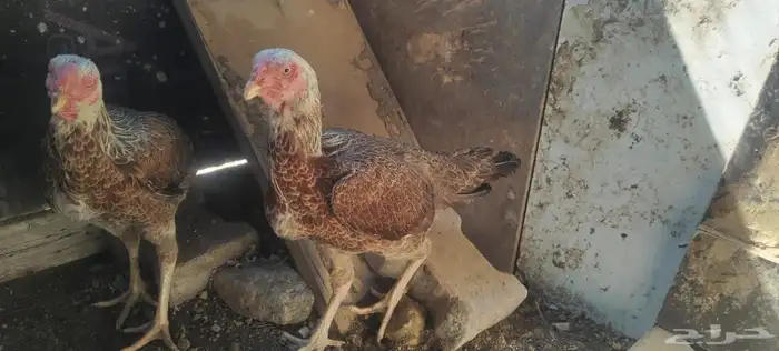 الاثنين أخوات طقم 0