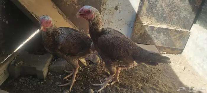 الاثنين أخوات طقم 1