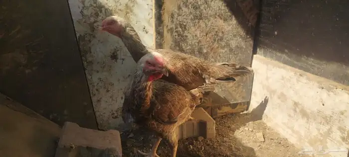 الاثنين أخوات طقم 3