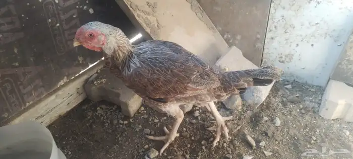 الاثنين أخوات طقم 2