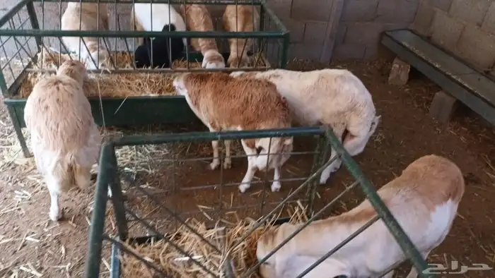 سواكن مرابي حمري 34