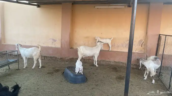 للبيع مراح كامل 1