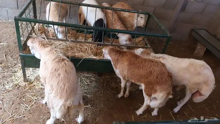 رفيد جذعان مرابي طب وتخير 97