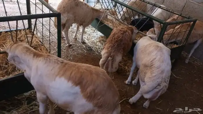 برابر ورفيديات مرابي 17