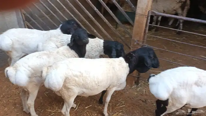 رفيد جذعان مرابي طب وتخير 93