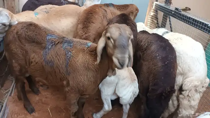 رفيد جذعان مرابي طب وتخير 94