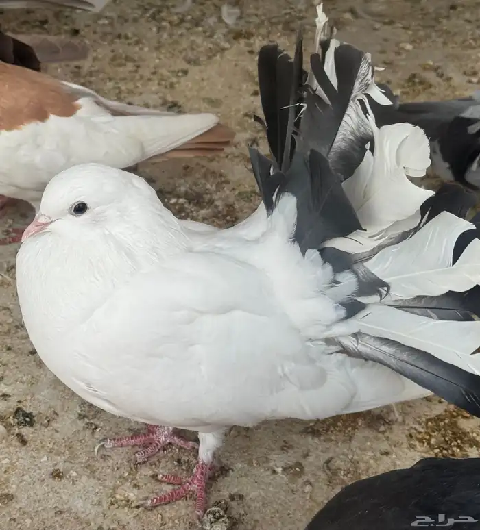 طبات رقاص هولندي 1