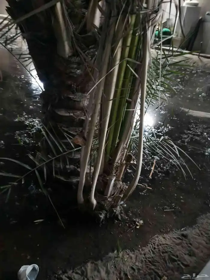 فسيله غر درجه اولى للبيع السعر 170 ريال فقط 0