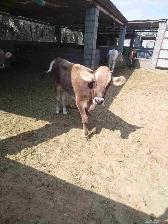 بقره للبيع لحم بكر ماولدت 2