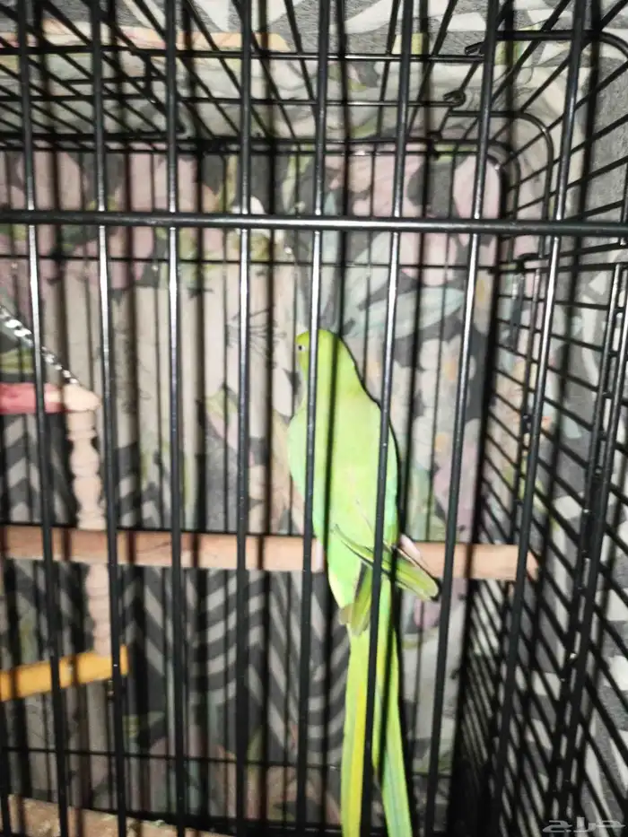 طائر الدرة أليف جنسي غير معروف اصحة علا اشرط اسعر 1