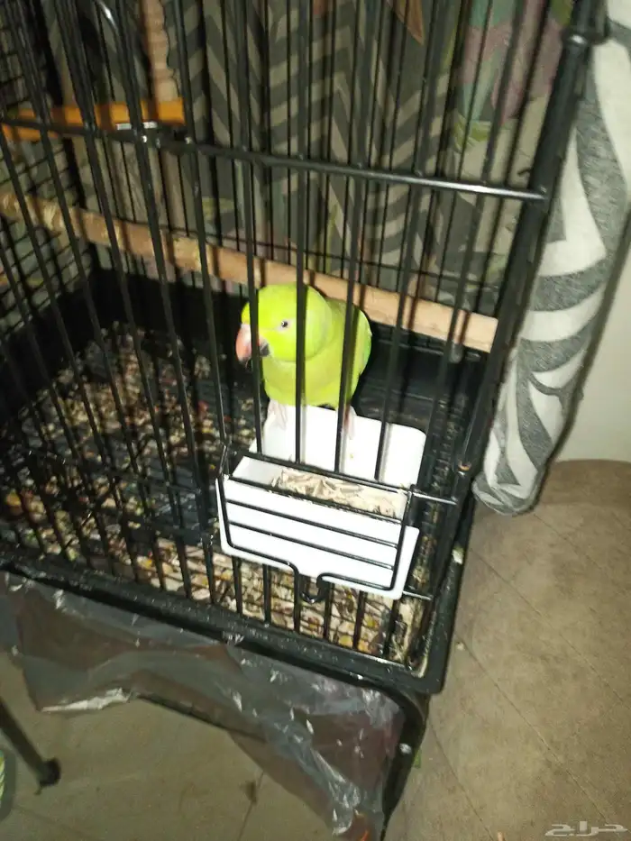 طائر الدرة أليف جنسي غير معروف اصحة علا اشرط اسعر 0