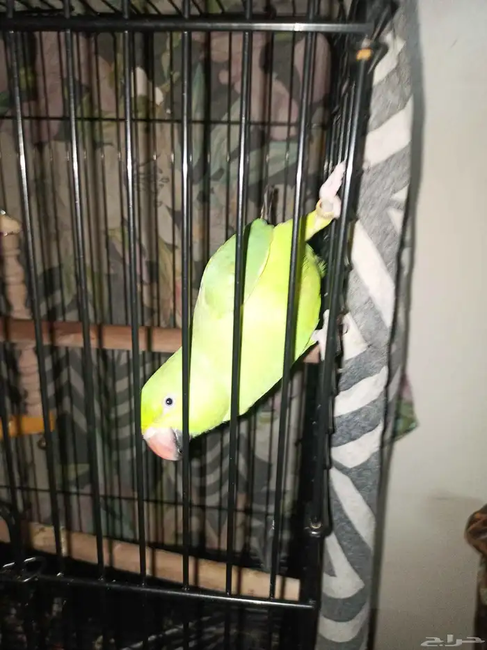 طائر الدرة أليف جنسي غير معروف اصحة علا اشرط اسعر 2