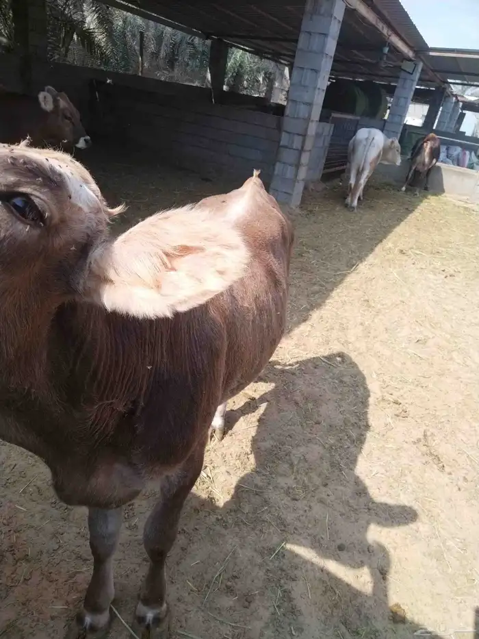 بقره للبيع لحم بكر ماولدت 3