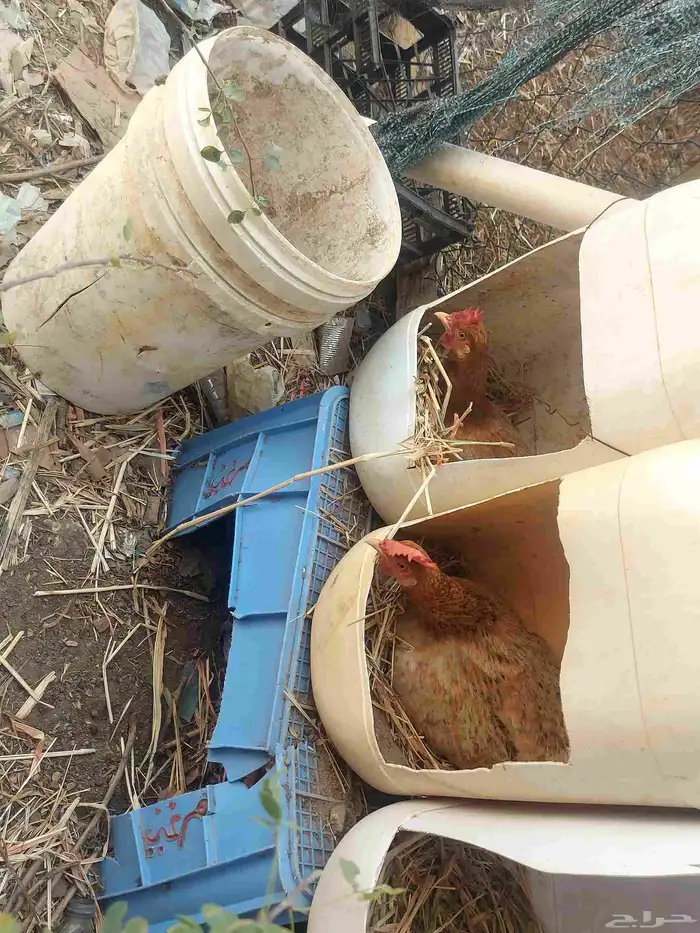 دجاج بلدي الصحة ممتازه العدد 7 للبيع لا يوجد توصيل 2