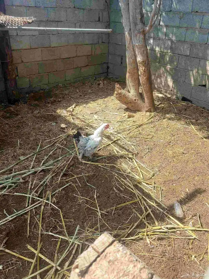 دجاج بلدي الصحة ممتازه العدد 7 للبيع لا يوجد توصيل 1