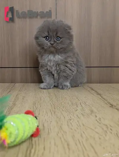 قطة انثى كيتن منشكن سكوتش تريبل فولد بلو ليلاك عيون زرقاء 0