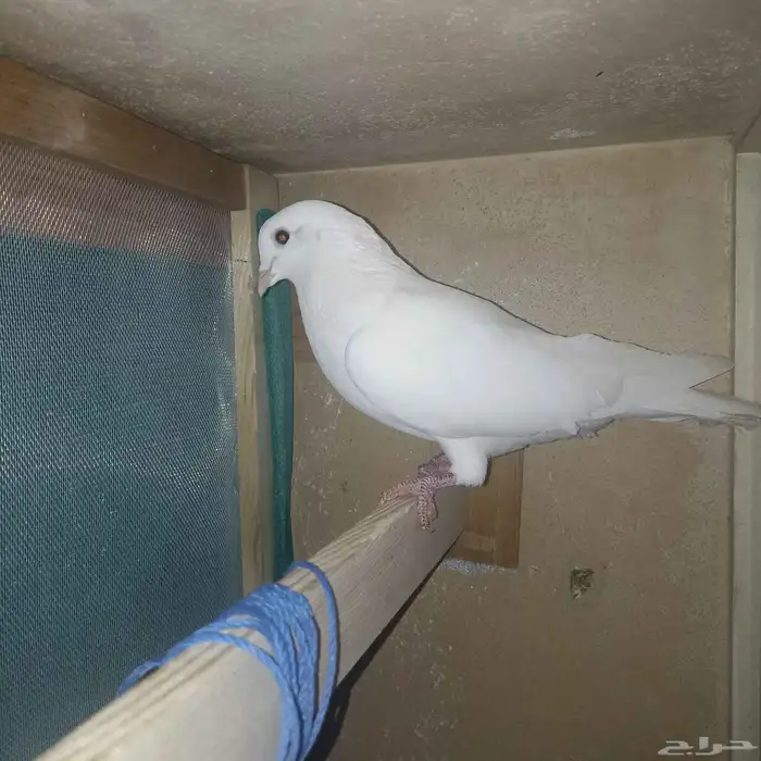 حمام لاحم فرنساوي منتج 2