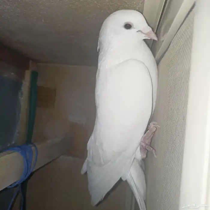 حمام لاحم فرنساوي منتج 5