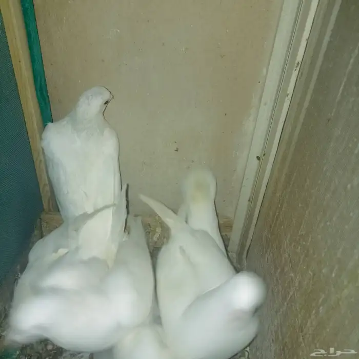 حمام لاحم فرنساوي منتج 1